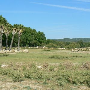 Réserve Africaine de Sigean - Safari drive through - Savannah