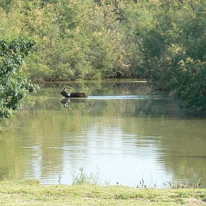 Réserve Africaine de Sigean - Safari drive through - Like in Africa