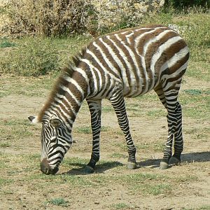 Réserve Africaine de Sigean - Safari drive through - Grant's zebra foal