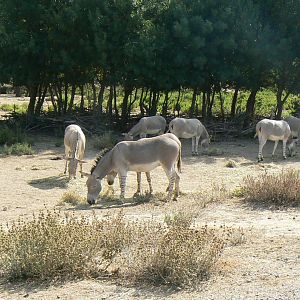 Réserve Africaine de Sigean - Safari drive through - Savannah