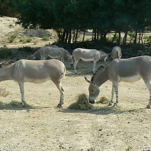 Réserve Africaine de Sigean - Safari drive through - Savannah