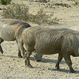Réserve Africaine de Sigean - Safari drive through - Common warthogs