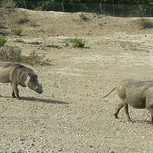 Réserve Africaine de Sigean - Safari drive through - Common warthogs