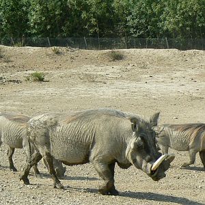 Réserve Africaine de Sigean - Safari drive through - Common warthogs