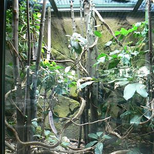 Réserve Africaine de Sigean - New reptile house - Royal python terrarium