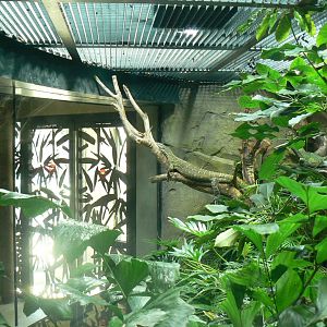 Réserve Africaine de Sigean - New reptile house - Nile monitor terrarium