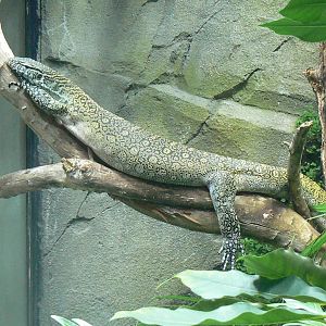 Réserve Africaine de Sigean - New reptile house - Nile monitor