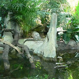 Réserve Africaine de Sigean - New reptile house - Slender-snouted crocodiles terrarium