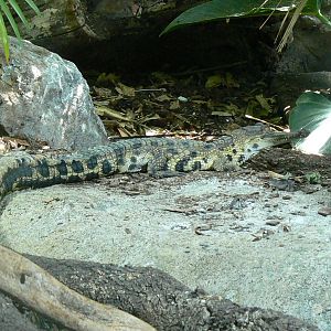 Réserve Africaine de Sigean - New reptile house - Slender-snouted crocodile