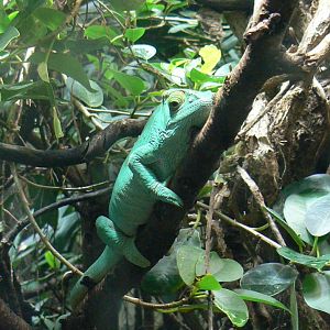 Réserve Africaine de Sigean - New reptile house - Parson's chameleon
