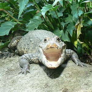 Réserve Africaine de Sigean - New reptile house - Dwarf crocodile