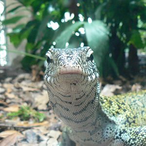 Réserve Africaine de Sigean - New reptile house - Nile monitor close-up