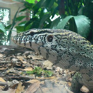 Réserve Africaine de Sigean - New reptile house - Nile monitor