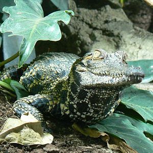 Réserve Africaine de Sigean - New reptile house - Slender-snouted crocodile