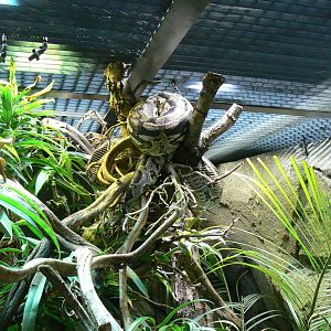Réserve Africaine de Sigean - New reptile house - Madagascar tree boa