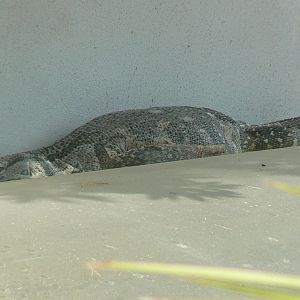 Réserve Africaine de Sigean - Black-throated monitor sleeping.