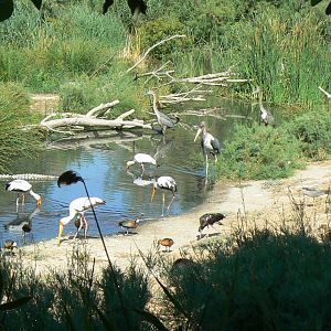Réserve Africaine de Sigean - Giant african walkthrough aviary - Not necessary to go to Africa