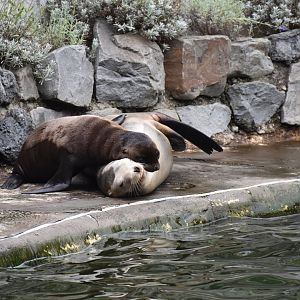 California sea lion (Zalophus californianus)