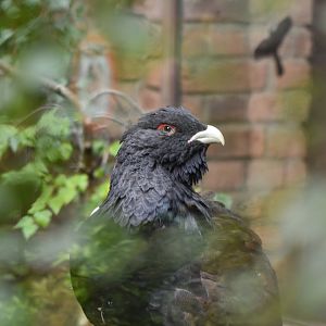 Western capercaillie (Tetrao urogallus)