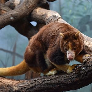 Matschie's tree-kangaroo (Dendrolagus matschiei)