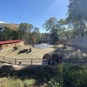 Oct. 2021 - Dromedary Camel Exhibit