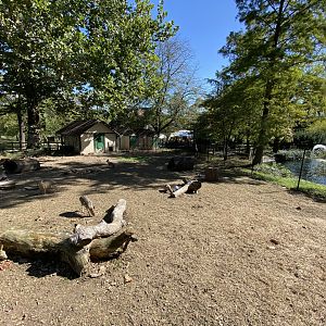 Oct. 2021 - Patagonian Cavy Exhibit