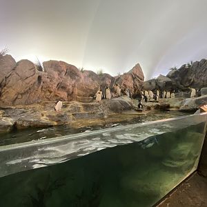 Oct. 2021 - Penguin & Puffin Coast - Penguin Cove (Left Side)