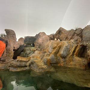 Oct. 2021 - Penguin & Puffin Coast - Penguin Cove (Right Side)