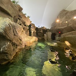 Oct. 2021 - Penguin & Puffin Coast - Puffin Bay