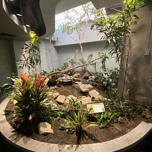 Oct. 2021 - Bird House - Horned Guan Exhibit (1 of 3)