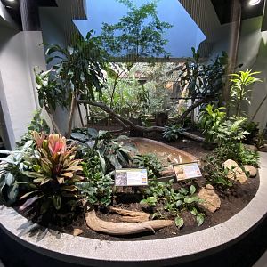 Oct. 2021 - Bird House - Tawny Frogmouth/Spur-winged Plover Exhibit