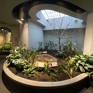 Oct. 2021 - Bird House - Golden-breasted Starling/Buff Crested Bustard Exhibit