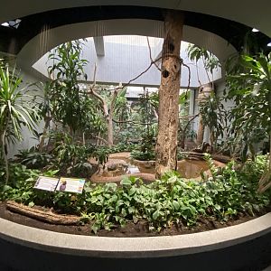 Oct. 2021 - Bird House - Rhinoceros Hornbill Exhibit