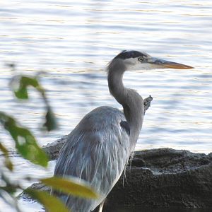 Great blue heron