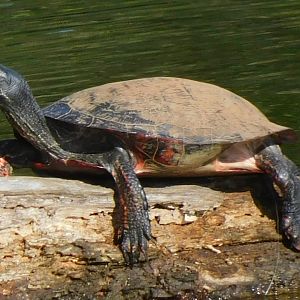 Red bellied cooter