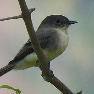 eastern phoebe