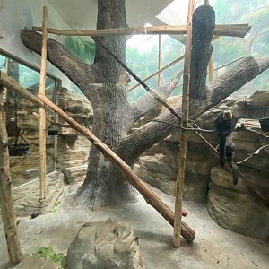 Oct. 2021 - Primate House - White-faced Saki Exhibit