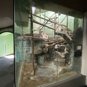 Oct. 2021 - Primate House - Geoffrey’s Marmoset Exhibit