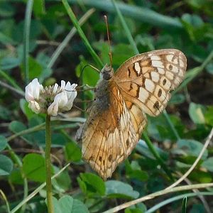 variegated fritillary
