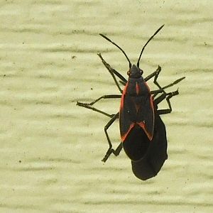 Eastern boxelder bug