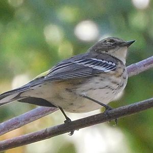 Yellow rumped warbler