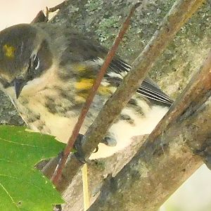 Yellow rumped warbler