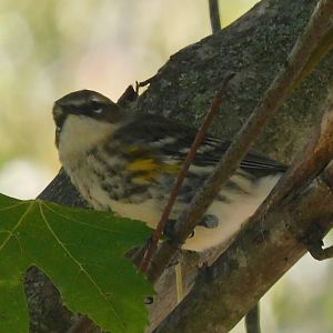 Yellow rumped warbler