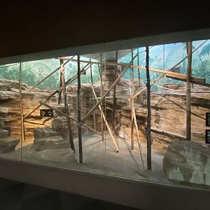 Oct. 2021 - Primate House - Allen’s Swamp Monkey Exhibit