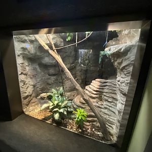 Oct. 2021 - Herpetarium - Jamaican Boa Exhibit