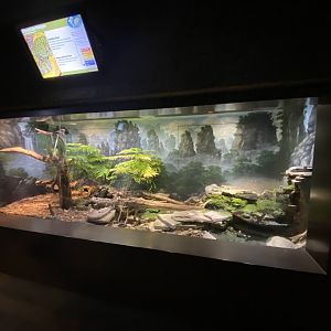 Oct. 2021 - Herpetarium - Mangshan Pitviper Exhibit