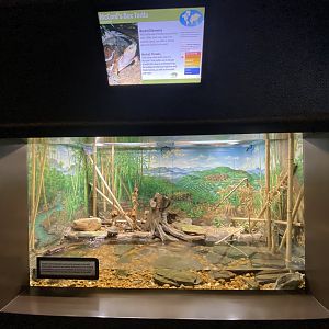Oct. 2021 - Herpetarium - McCord’s Box Turtle Exhibit