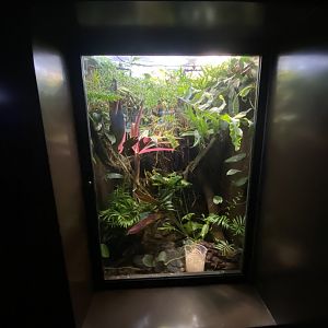 Oct. 2021 - Herpetarium - Kiki Poison Dart Frog Exhibit