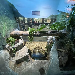 Oct. 2021 - Herpetarium - Green Anaconda Exhibit (Top View)