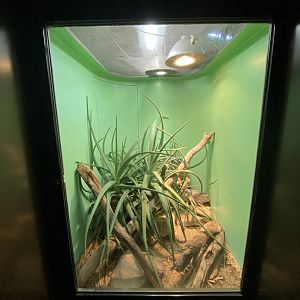 Oct. 2021 - Herpetarium - Southern Cantil Exhibit